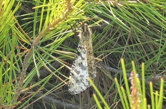 Palpares libelluloides e Nicarinus poecilopteruse